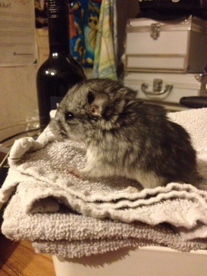 Chinchilla Lille Ludvig billede 2