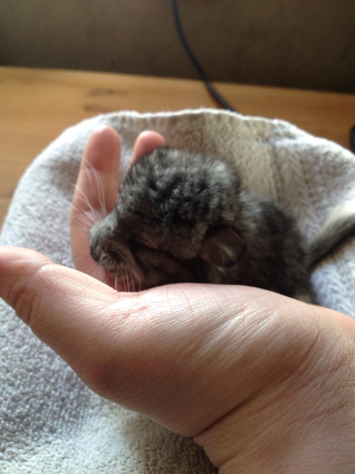 Chinchilla Lille Ludvig billede 5