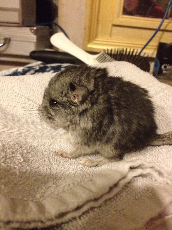Chinchilla Lille Ludvig billede 6