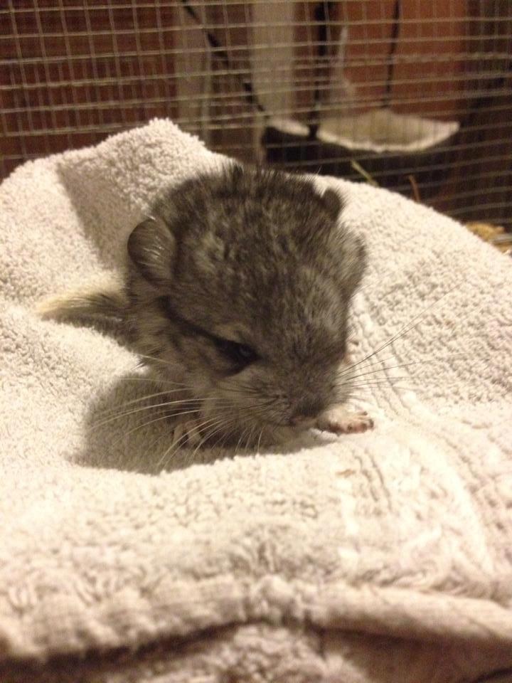 Chinchilla Lille Ludvig billede 7