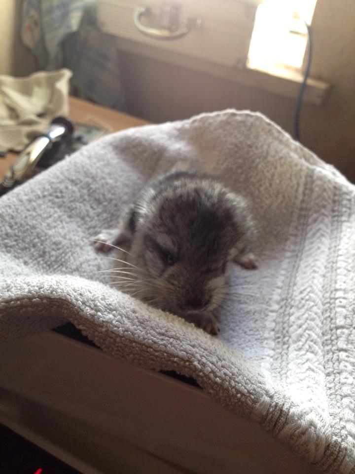 Chinchilla Lille Ludvig billede 3