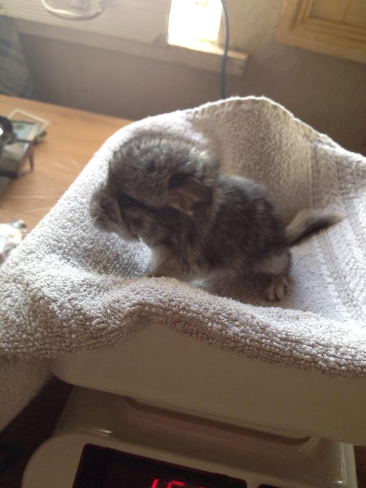 Chinchilla Lille Ludvig billede 8