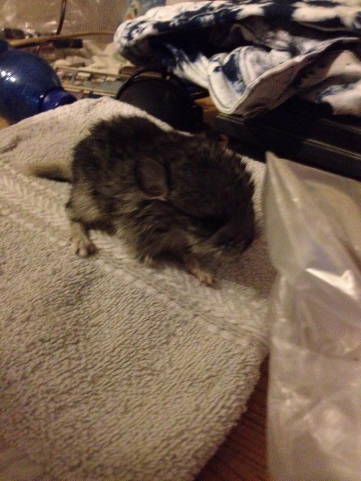 Chinchilla Lille Ludvig - Her ses tydelig han mangler den ene pote billede 4