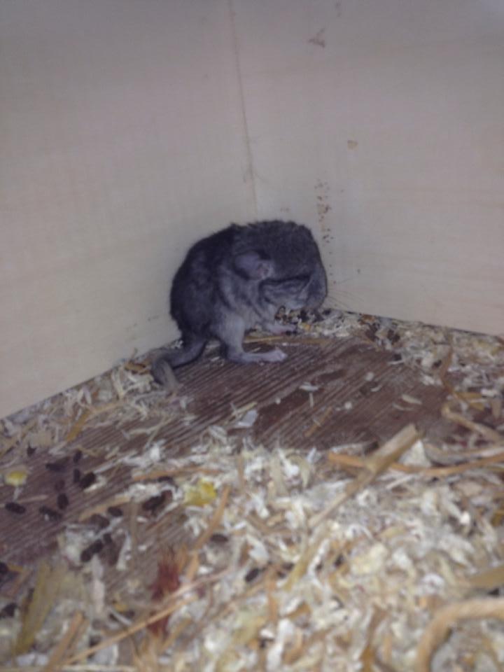Chinchilla Lille Ludvig - Da jeg opdagede ham billede 10