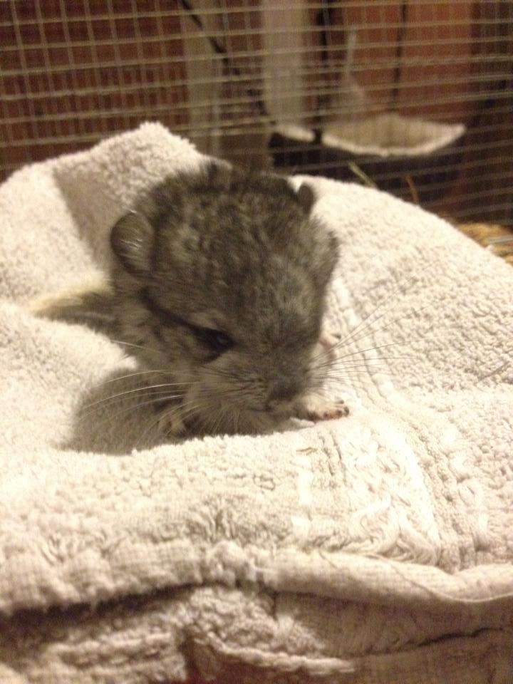 Chinchilla Lille Ludvig billede 11