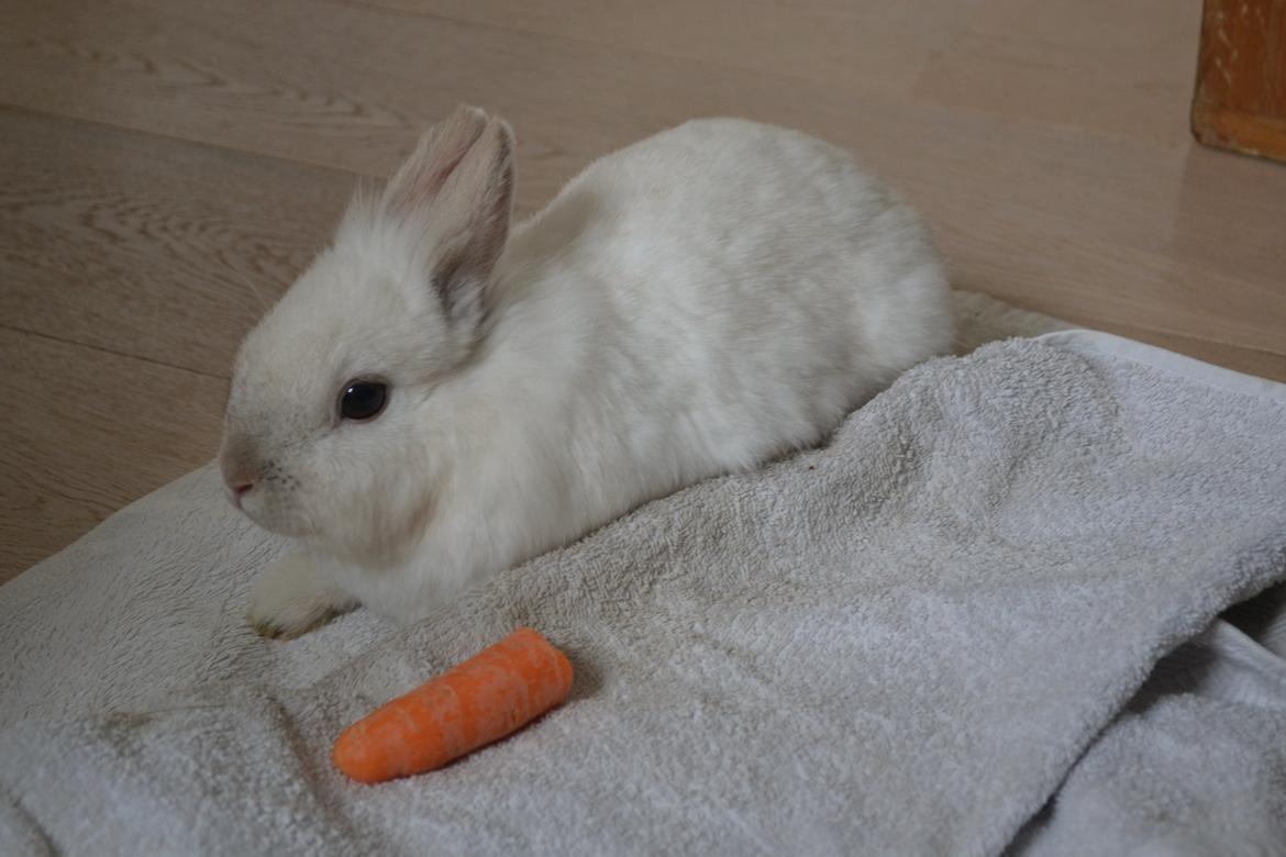 Kanin Chanel billede 1