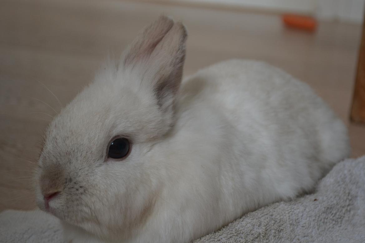 Kanin Chanel billede 2