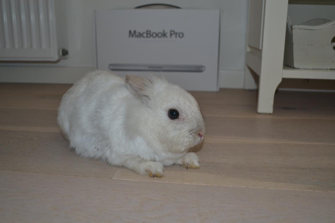 Kanin Chanel billede 3