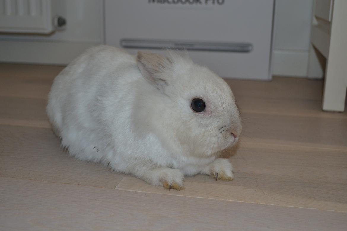 Kanin Chanel billede 4