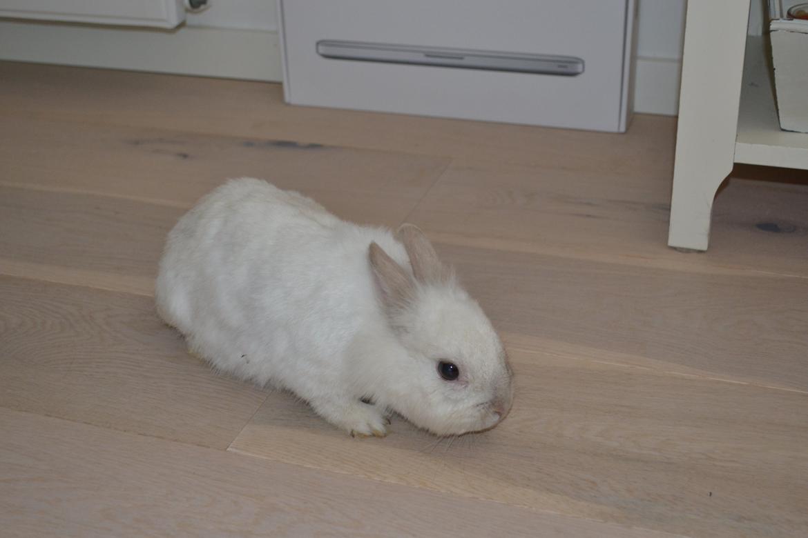 Kanin Chanel billede 5