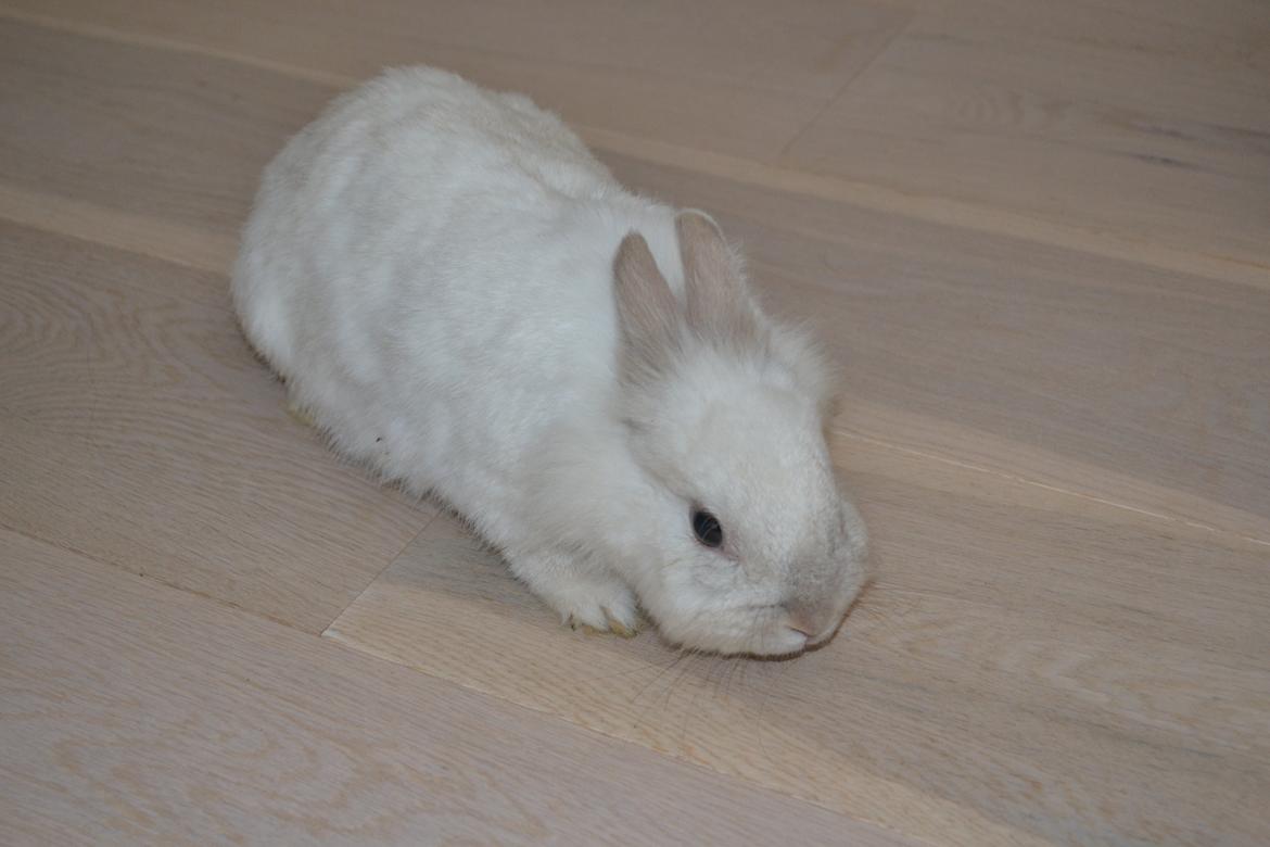 Kanin Chanel billede 6