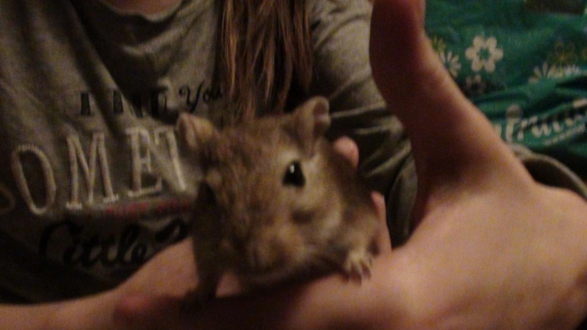 Ørkenrotte Prins Kokosnød billede 5