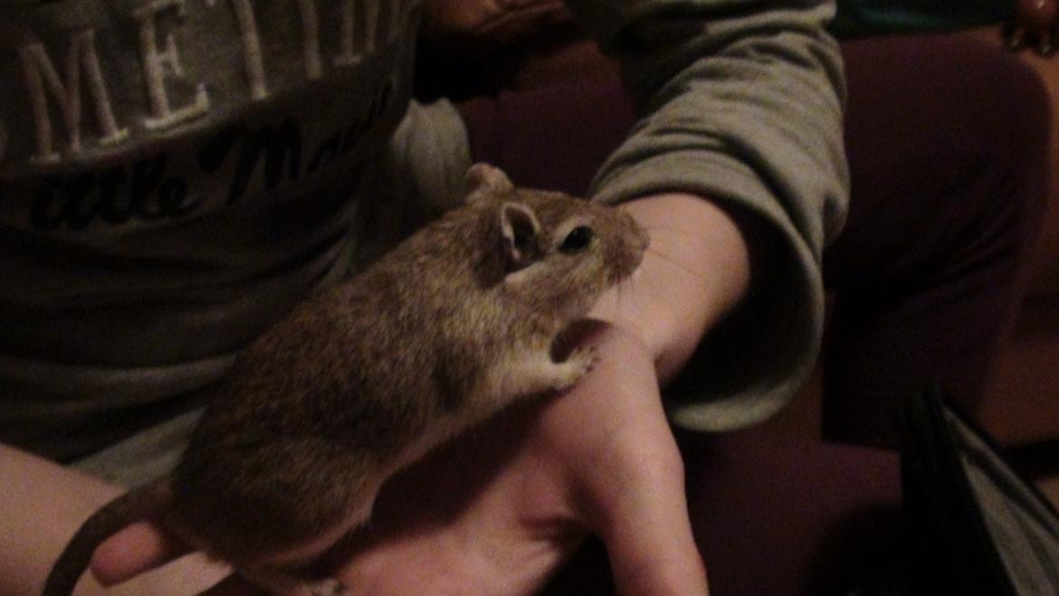 Ørkenrotte Prins Kokosnød billede 3