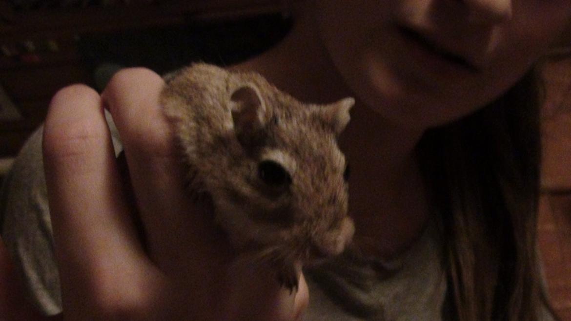 Ørkenrotte Prins Kokosnød - Velkommen til Prins Kokosnøds galleri :) billede 1