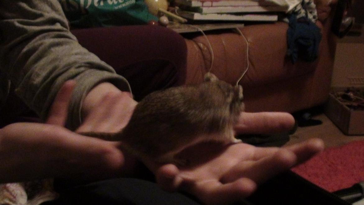 Ørkenrotte Prins Kokosnød billede 4