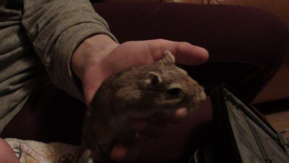 Ørkenrotte Prins Kokosnød billede 6