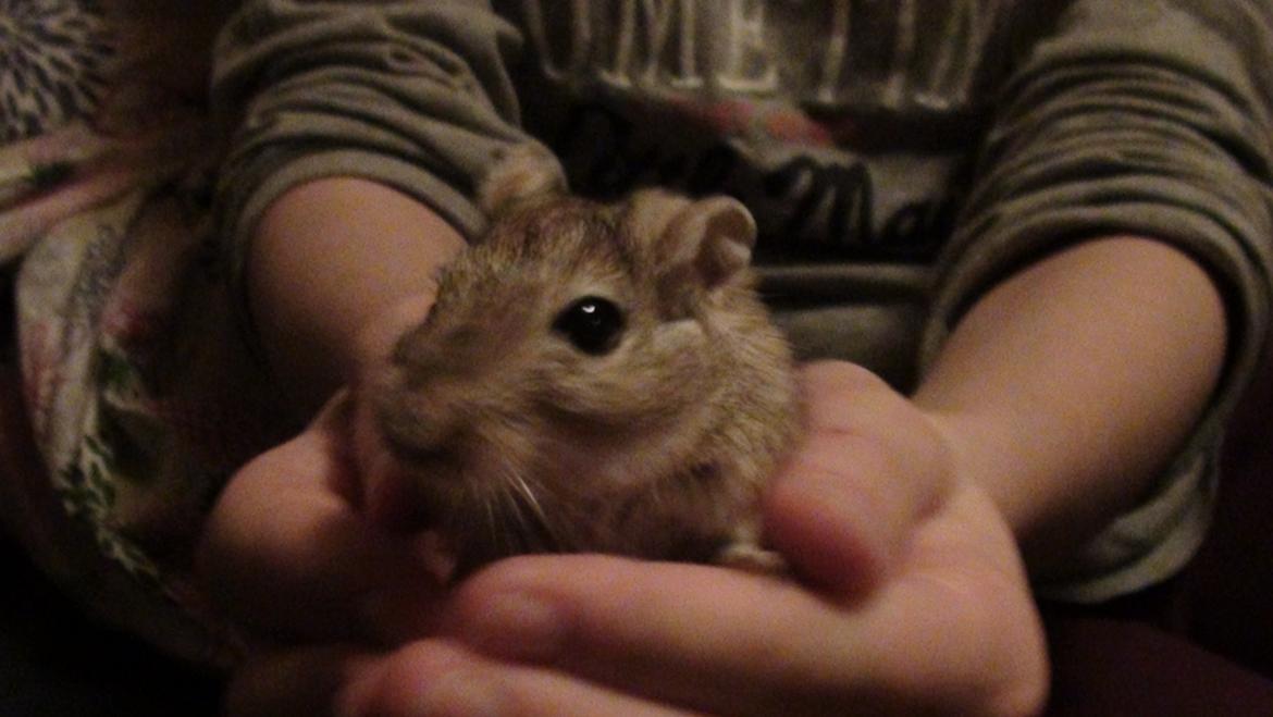 Ørkenrotte Prins Kokosnød billede 2