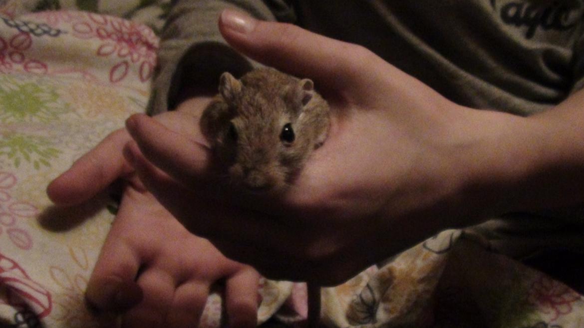 Ørkenrotte Prins Kokosnød billede 7