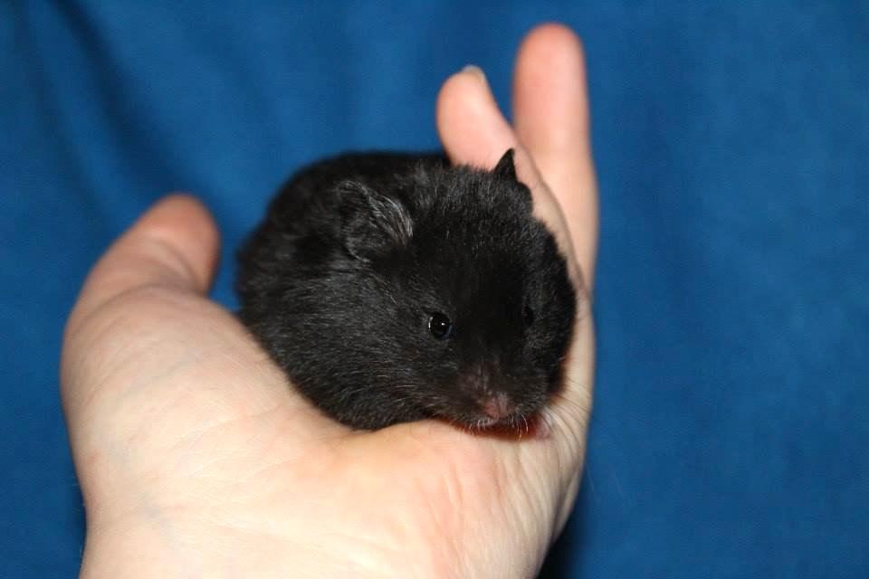 Hamster Tequila billede 2