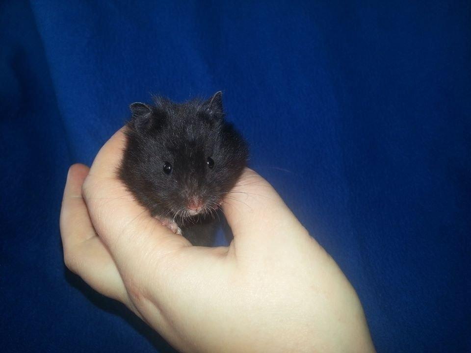 Hamster Tequila billede 5