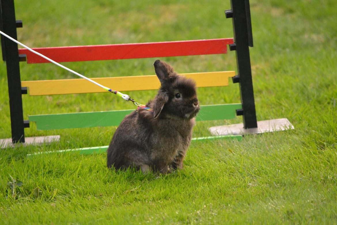 Kanin Kaninbandens Donkey billede 8