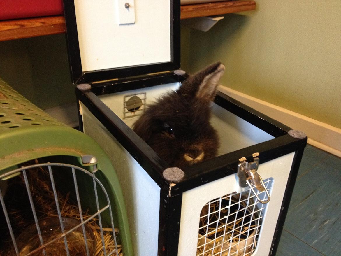 Kanin Kaninbandens Donkey - Taget i skjern d. 22/2 billede 16