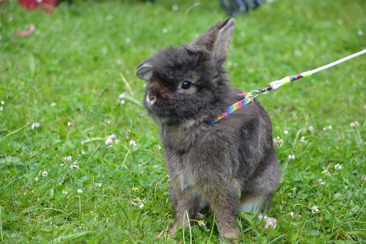 Kanin Kaninbandens Donkey billede 13