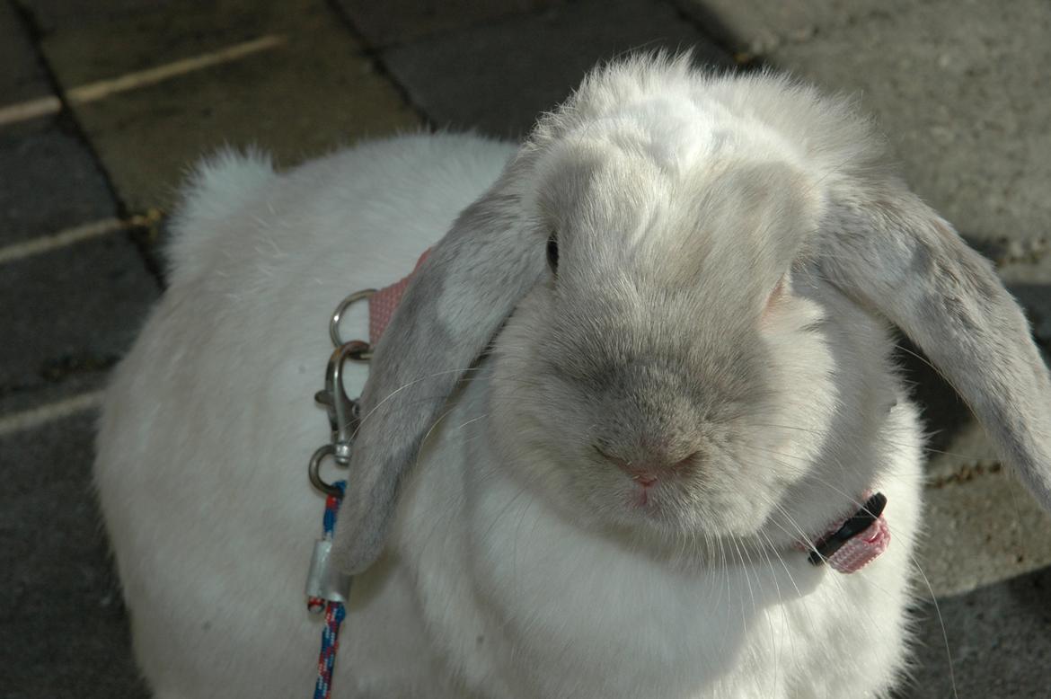 Kanin Fiona's Amour De La Fleur billede 3