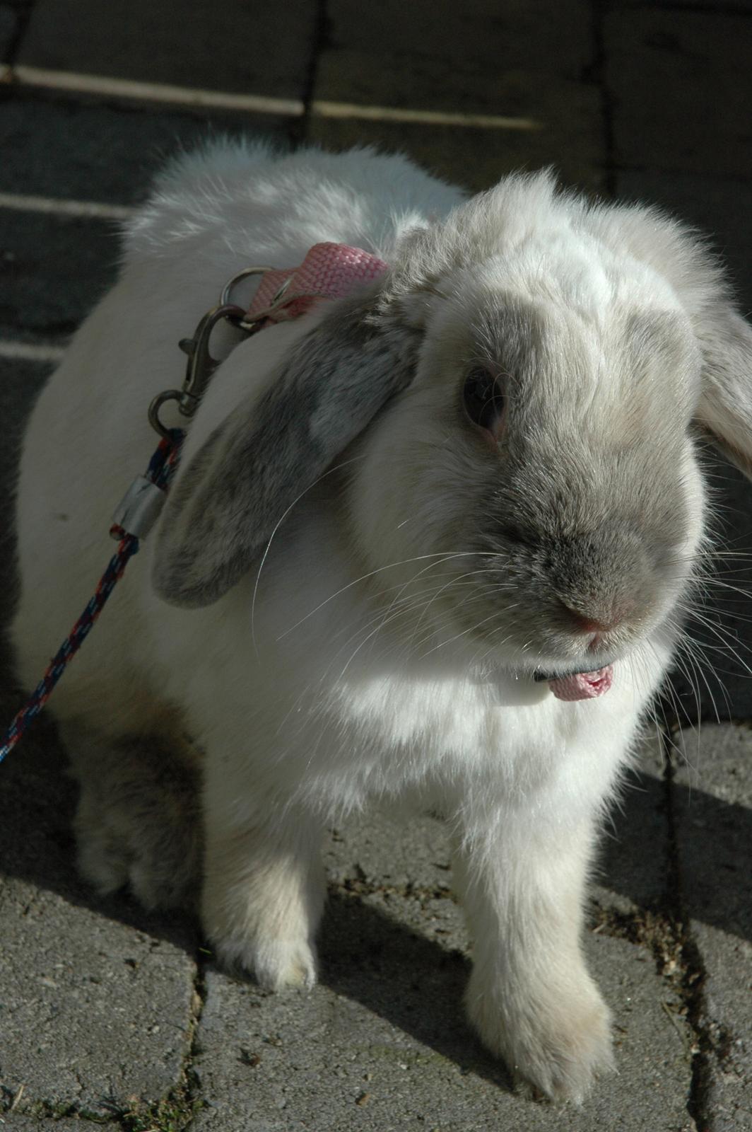 Kanin Fiona's Amour De La Fleur billede 1