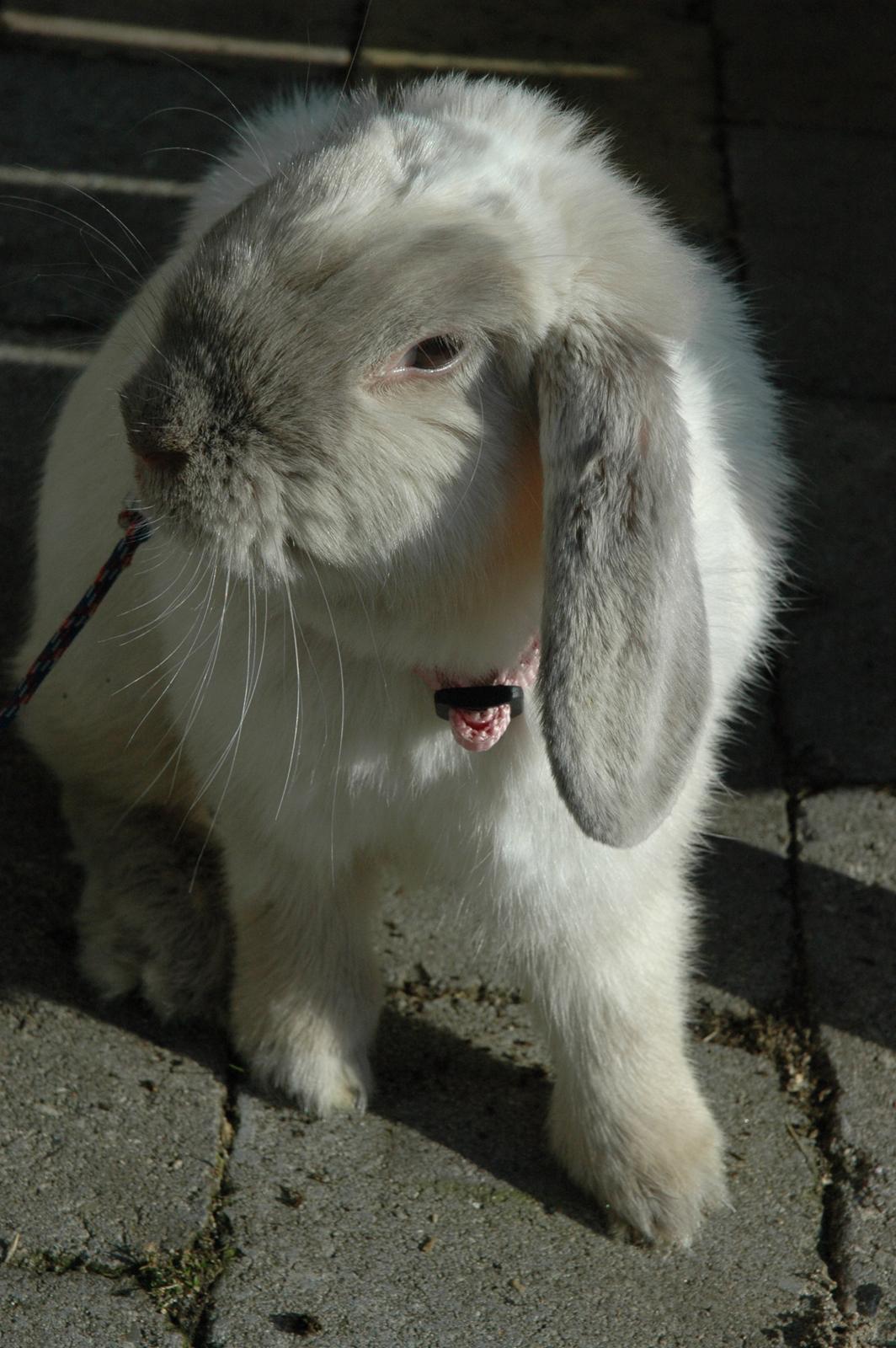 Kanin Fiona's Amour De La Fleur billede 4