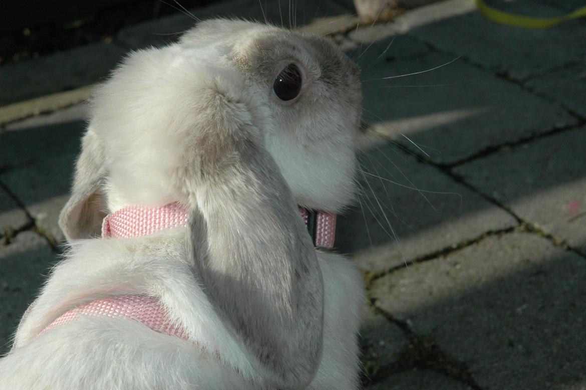 Kanin Fiona's Amour De La Fleur billede 2