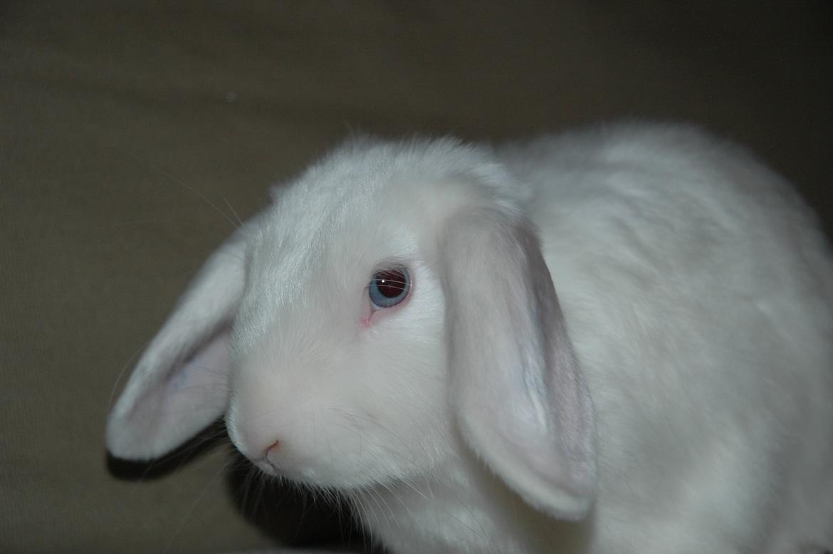 Kanin Aurora *Aura* billede 3