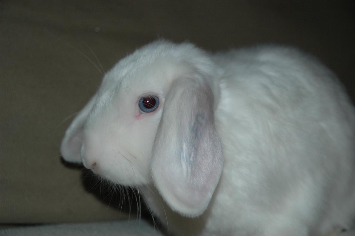 Kanin Aurora *Aura* billede 4