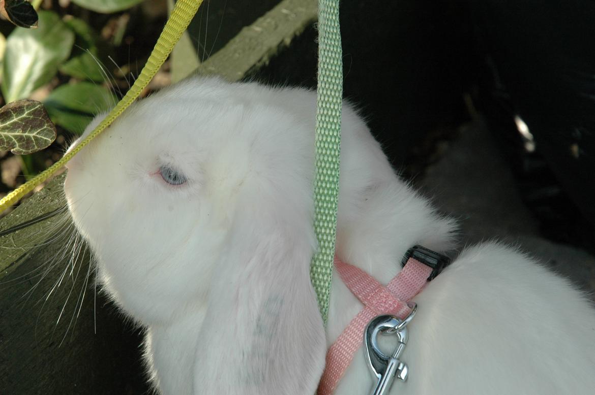 Kanin Aurora *Aura* billede 2