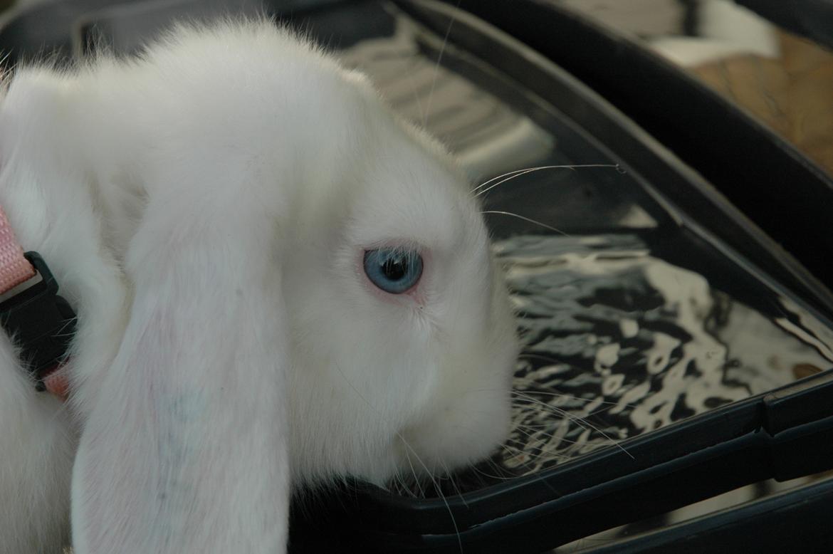 Kanin Aurora *Aura* billede 1