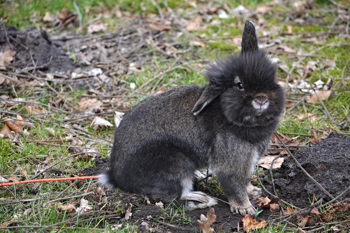 Kanin Kaninbandens Donkey billede 5