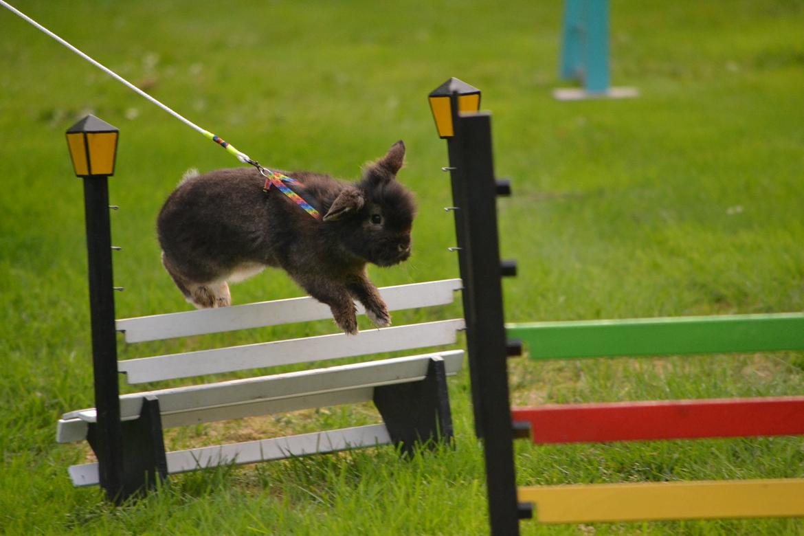 Kanin Kaninbandens Donkey billede 22