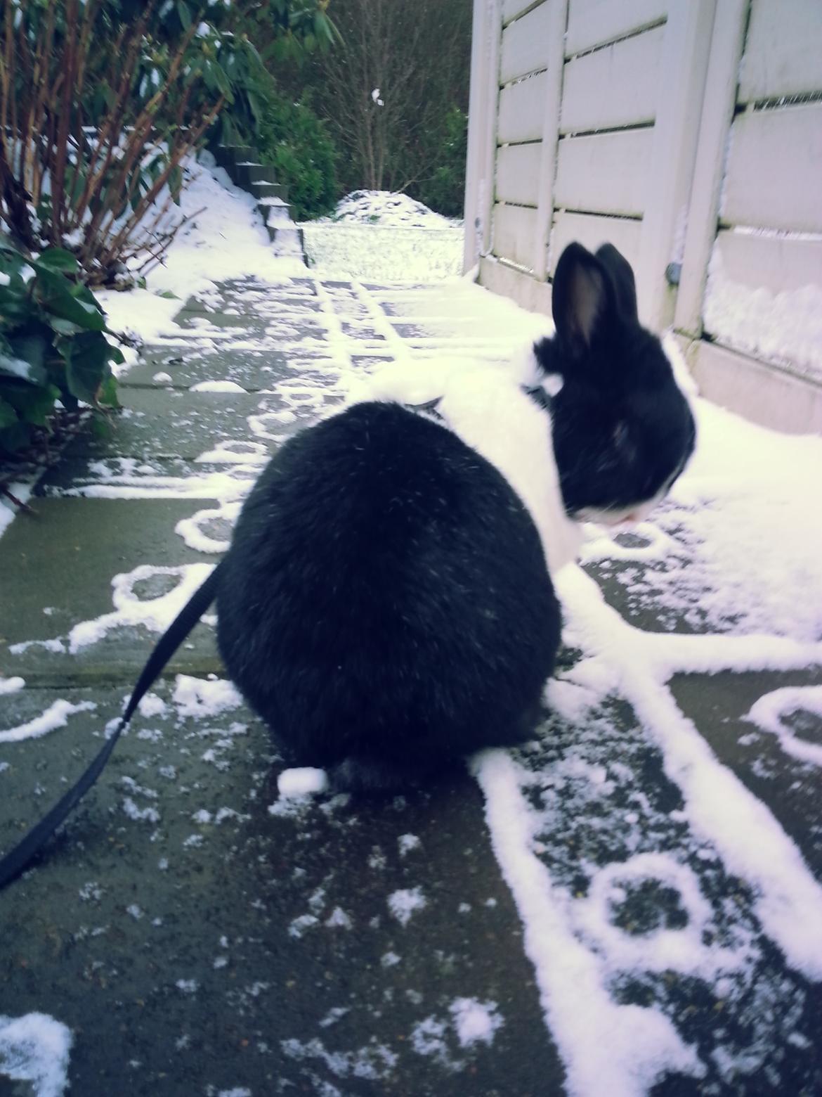 Kanin † Stampe † R.I.P Min prins - billeder fra vinter billede 19