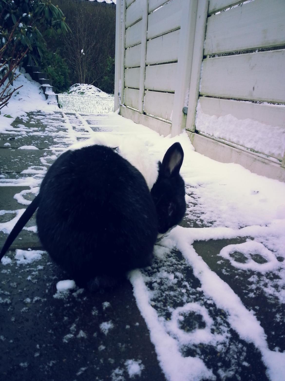 Kanin † Stampe † R.I.P Min prins - bileder fra i vinters <33 billede 20