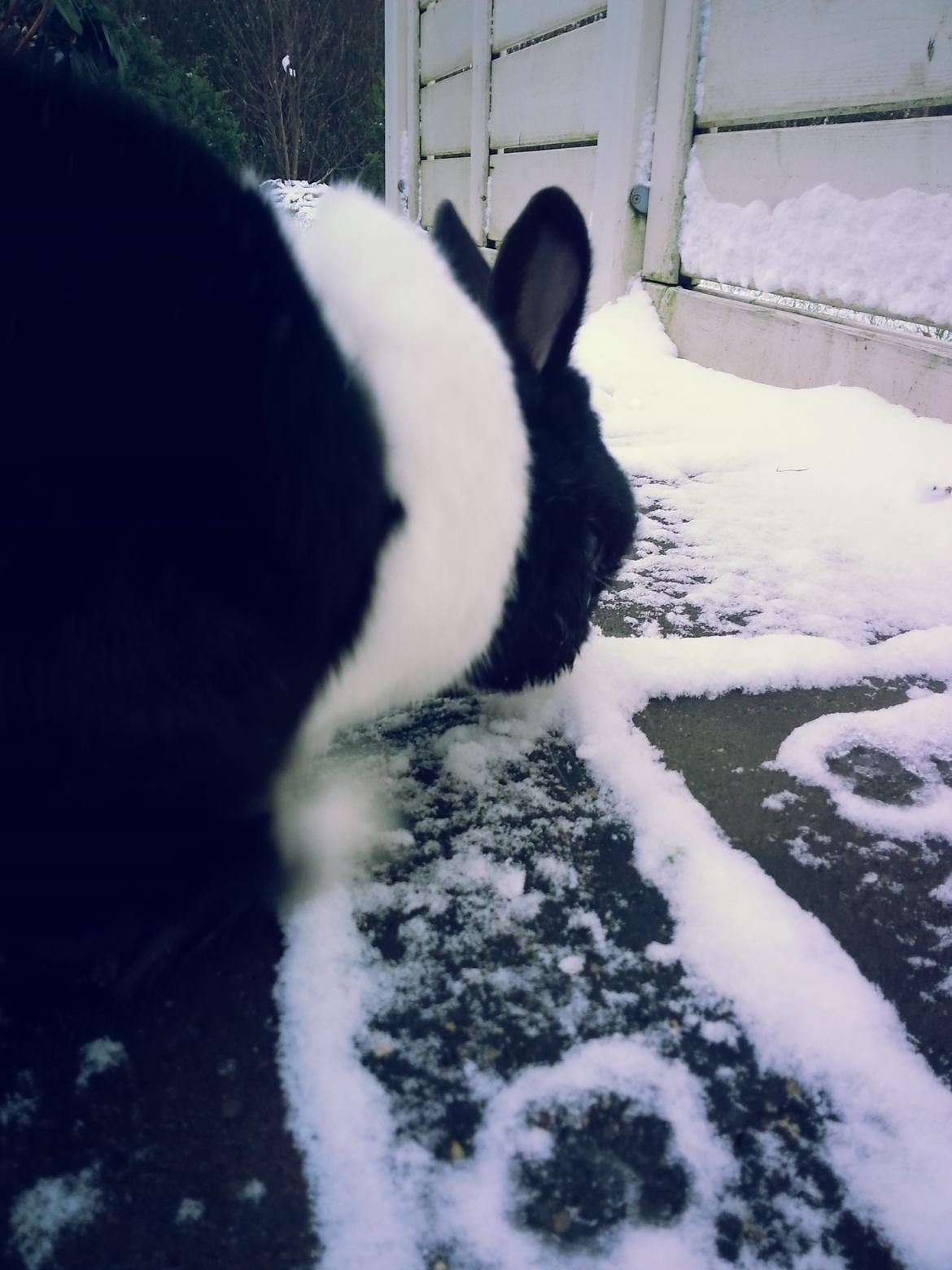 Kanin † Stampe † R.I.P Min prins - Billeder fra i vinters <33 billede 22