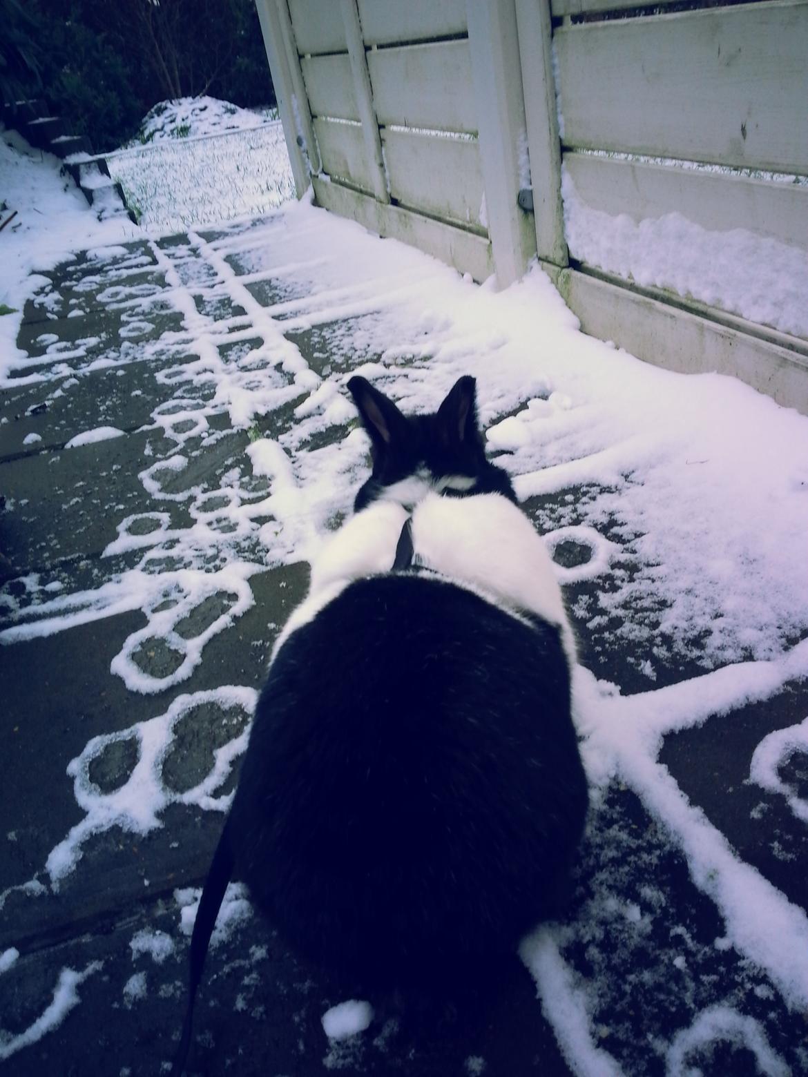 Kanin † Stampe † R.I.P Min prins - Billeder fra i vinters <33 billede 21