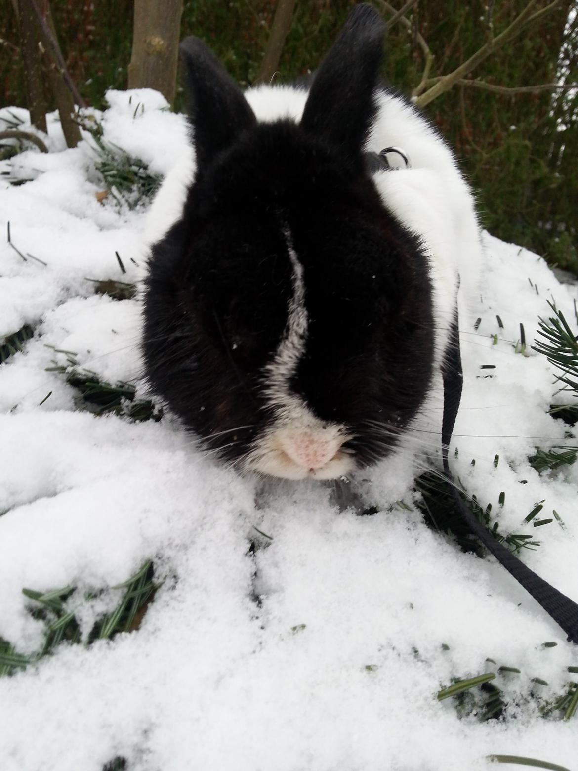 Kanin † Stampe † R.I.P Min prins - Billeder fra i vinters <33 billede 33