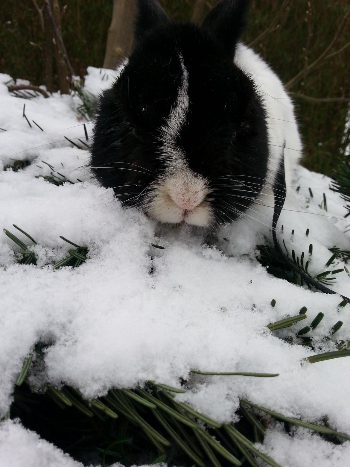 Kanin † Stampe † R.I.P Min prins - Billeder fra i vinters <33 billede 34