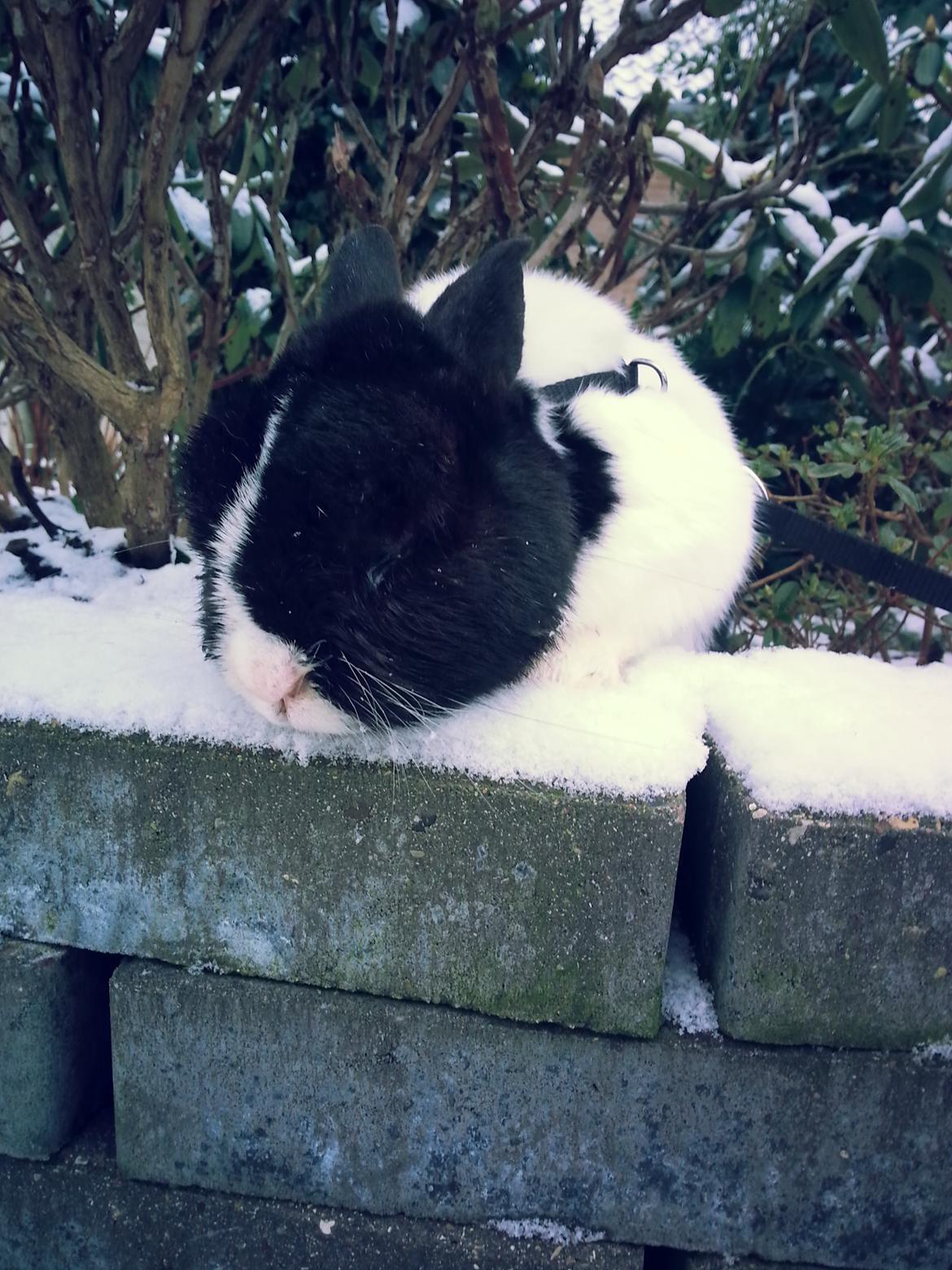 Kanin † Stampe † R.I.P Min prins - Billeder fra i vinters <33 billede 29