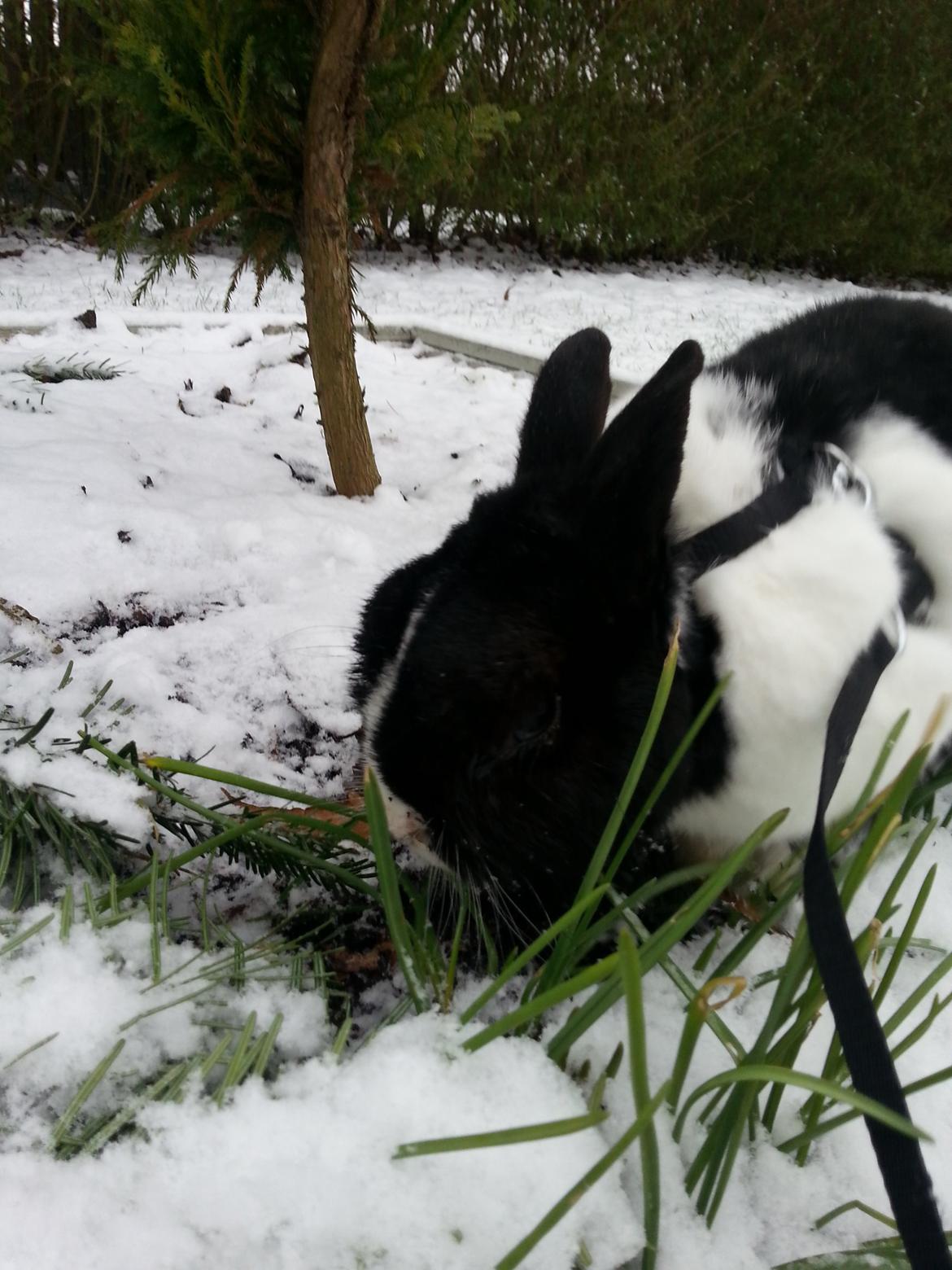 Kanin † Stampe † R.I.P Min prins - Billeder fra i vinters <33 billede 32