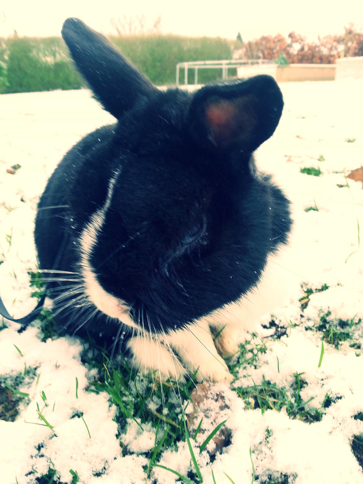 Kanin † Stampe † R.I.P Min prins - Billeder fra i vinters <33 billede 41