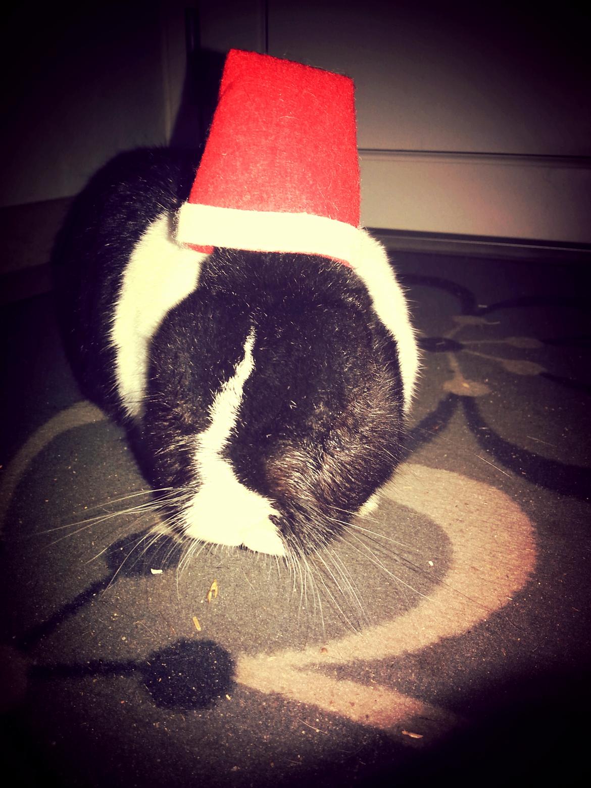 Kanin † Stampe † R.I.P Min prins - JUL<3 <3 billede 1