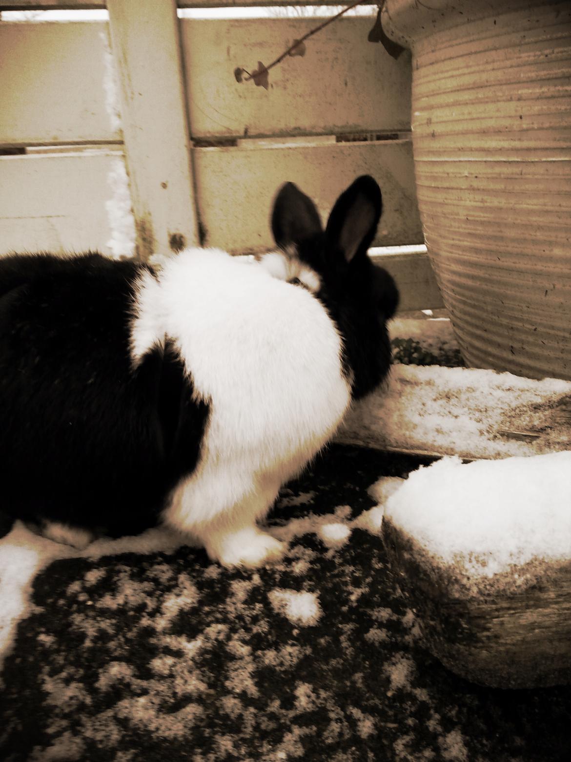 Kanin † Stampe † R.I.P Min prins - Billeder fra i vinters <33 billede 23