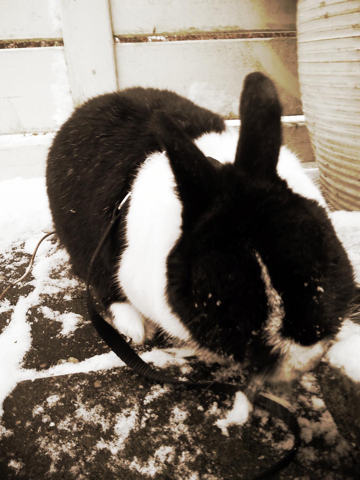 Kanin † Stampe † R.I.P Min prins - Billeder fra i vinters <33 billede 24