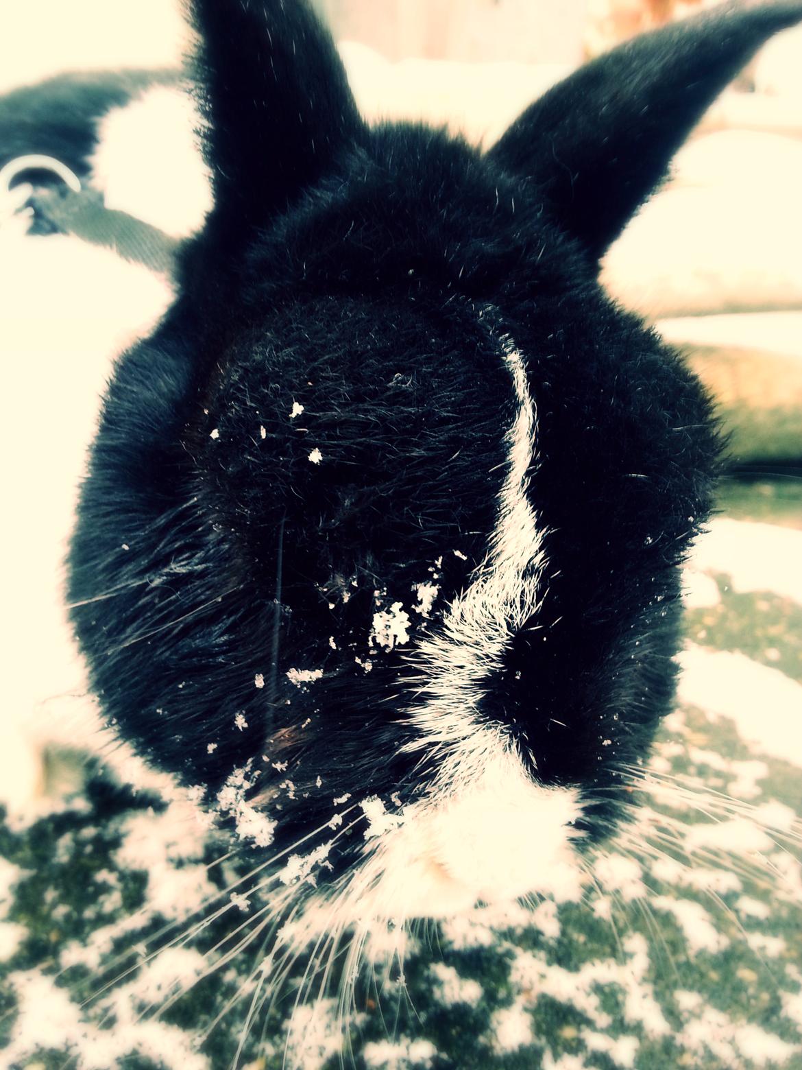 Kanin † Stampe † R.I.P Min prins - Billeder fra i vinters <33 billede 25